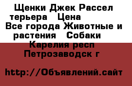 Щенки Джек Рассел терьера › Цена ­ 30 000 - Все города Животные и растения » Собаки   . Карелия респ.,Петрозаводск г.